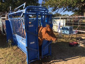 Animal Health – Mid America Farm & Ranch