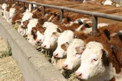 cattleFeed