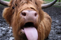 cattlefeed2