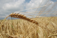 grains